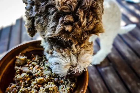 Dog eating fresh food