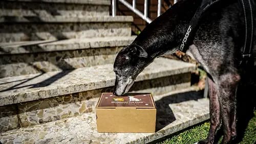 Dog eating fresh food